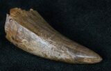 Nanotyrannus Tooth - Montana #13146-2